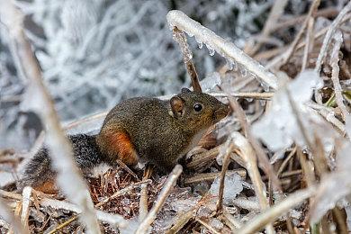 PS发布会：Haven首款游戏《Fairgame$》公布