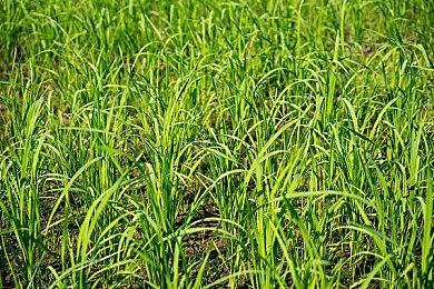 《艾尔登法环》典藏版上架太火爆 万代不得不暂停预购