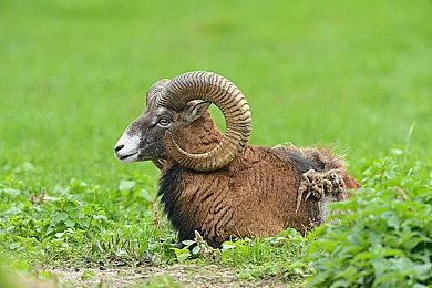 3DM速报：《街头霸王6》公布 《全战战锤3》Steam周销榜登顶